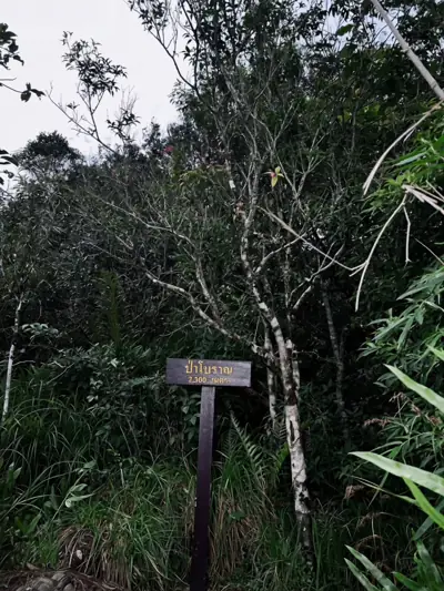 ลานกางเต็นท์น้ำตกโยง อุทยานแห่งชาติน้ำตกโยง รูปที่ 2