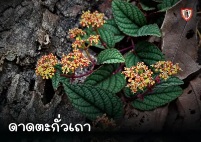 ลานกางเต็นท์ทุ่งกิ๊ก รูปที่ 3