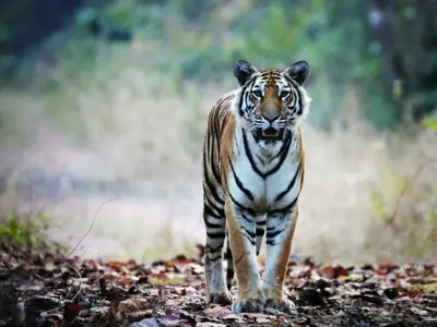 ลานกางเต็นท์สวนหอม รูปที่ 1