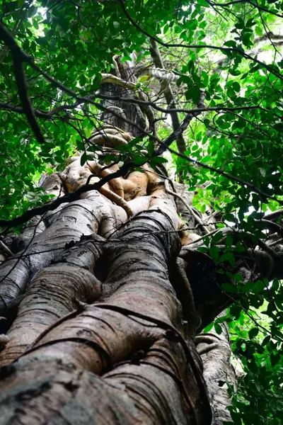 ลานกางเต็นท์อ่าวช่องขาด รูปที่ 7