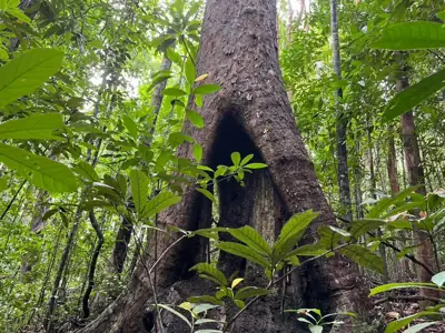ลานกางเต็นท์วนอุทยานควนเขาวัง รูปที่ 1