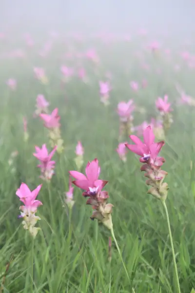 จุดลานกางเต็นท์ อุทยานแห่งชาติป่าหินงาม รูปที่ 2