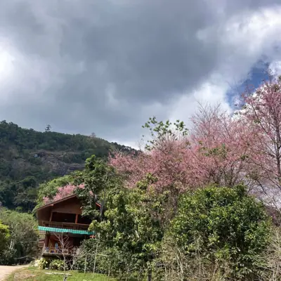 สวนกุหลาบบ้านผาหมอน ไร่กุหลาบคุณสุพจน์ (โฮมสเตย์) รูปที่ 1