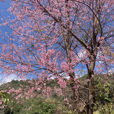 สวนกุหลาบบ้านผาหมอน ไร่กุหลาบคุณสุพจน์ (โฮมสเตย์) รูปที่ 3