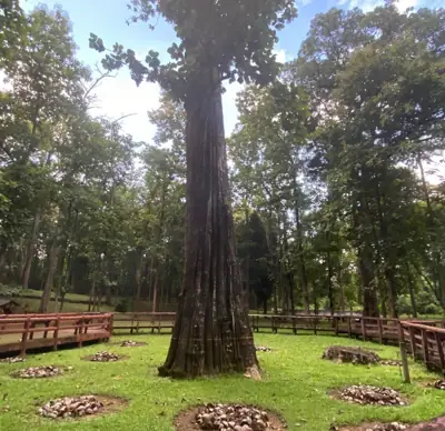 ลานกางเต็นท์ต้นสักใหญ่ รูปที่ 2