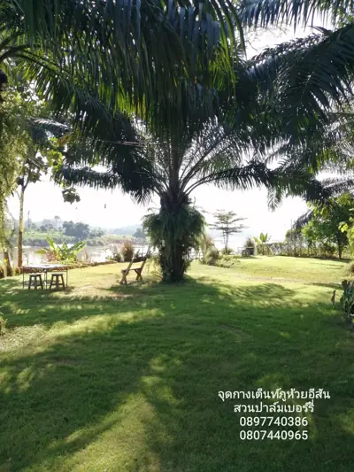 ภูห้วยอีสัน ภูผาดัก ภูหนอง สวนปาล์มเบอร์รี่ริมโขง รูปที่ 10