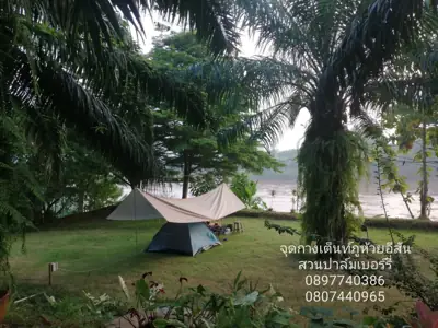 ภูห้วยอีสัน ภูผาดัก ภูหนอง สวนปาล์มเบอร์รี่ริมโขง รูปที่ 5