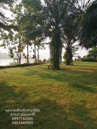 ภูห้วยอีสัน ภูผาดัก ภูหนอง สวนปาล์มเบอร์รี่ริมโขง รูปที่ 6