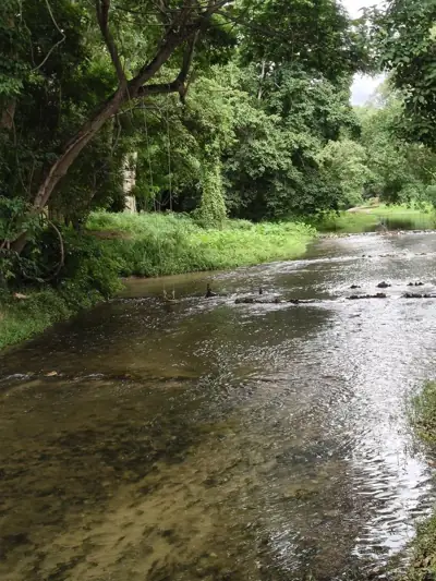 ไผ่หวานริมธาร Phai Wan Rim Than camping รูปที่ 2