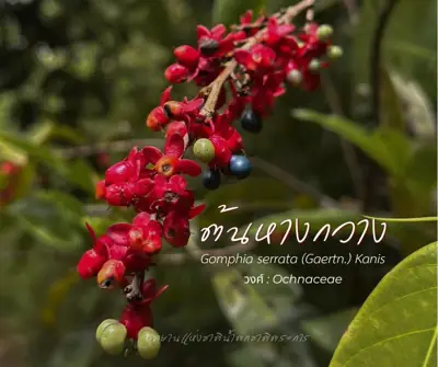 ลานกางเต็นท์ อุทยานแห่งชาติน้ำตกชาติตระการ รูปที่ 5