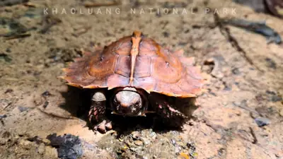 ลานกางเต็นท์น้ำตกกรุงชิง อุทยานแห่งชาติเขาหลวง รูปที่ 8
