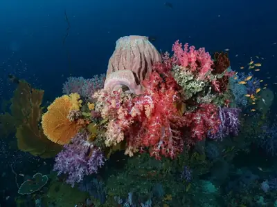 ลานกางเต็นท์เกาะเมี่ยง อุทยานแห่งชาติหมู่เกาะสิมิลัน รูปที่ 2