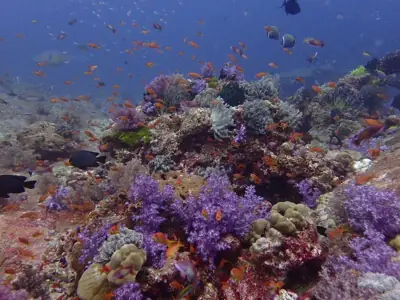 ลานกางเต็นท์เกาะเมี่ยง อุทยานแห่งชาติหมู่เกาะสิมิลัน รูปที่ 6