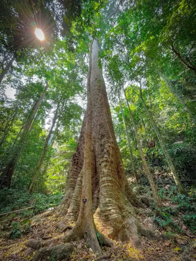 ลานกางเต็นท์ตากสินมหาราช รูปที่ 2