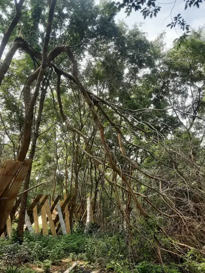 ไร่ลุงคิงคอง Forest Farm Camp รูปที่ 1