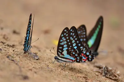 ลานกางเต็นท์ อุทยานแห่งชาติปางสีดา (ที่ทำการ) รูปที่ 6
