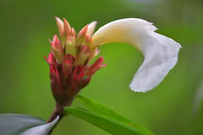 ลานกางเต็นท์ลานสนภูสอยดาว รูปที่ 9