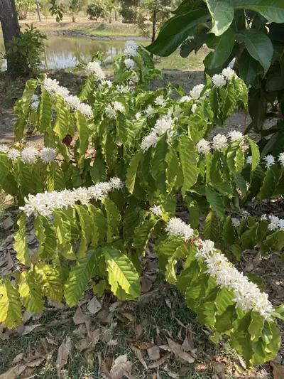 อินดีย์ คาเฟ่ (Farm In-Dee Cafe & Farm Stay) รูปที่ 1