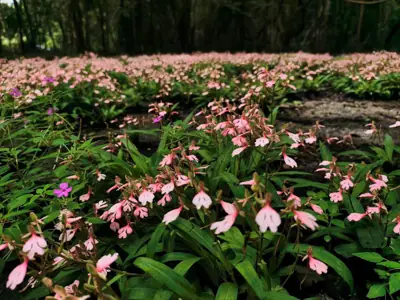 ลานกางเต็นท์ภูสระดอกบัว รูปที่ 2