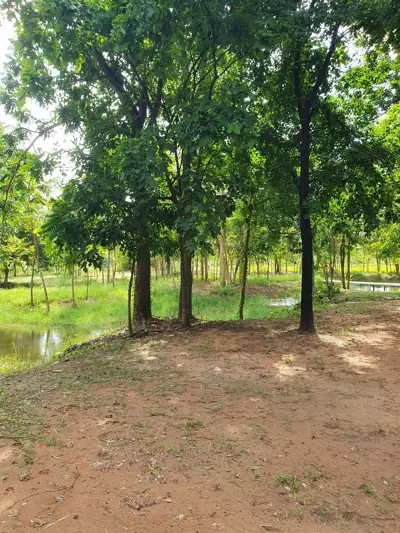 ไร่ขุมดินงาม Private Camping รูปที่ 8