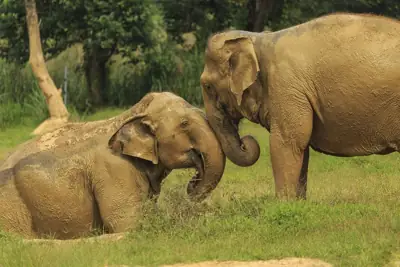 Elephant Hills - The Elephant Camp รูปที่ 1