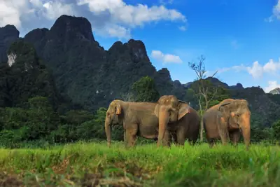 Elephant Hills - The Elephant Camp รูปที่ 2