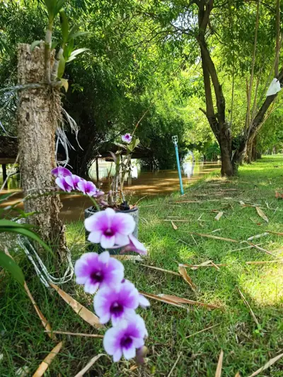 Idyllic Camping Kanchanaburi (ลุ่มปู่กลอย ริเวอร์แคมป์) รูปที่ 3