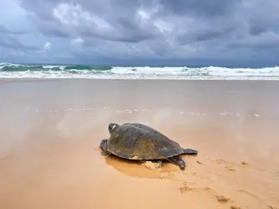 จุดกางเต็นท์เขาหน้ายักษ์ อุทยานแห่งชาติเขาลำปี-หาดท้ายเหมือง รูปที่ 7