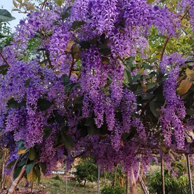 บ้านไร่ริมเขา (Camp Site) รูปที่ 5