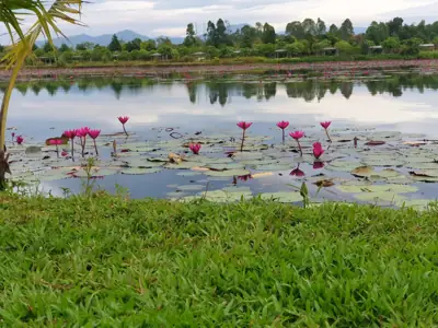 บึงบัวแดง นครนายก - km. 65 Bung baw daeng รูปที่ 6