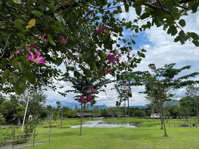 บ้านสวนสายสมร รูปที่ 8