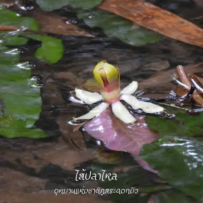 ลานกางเต็นท์ริมอ่างเก็บน้ำห้วยหินข้อ รูปที่ 8