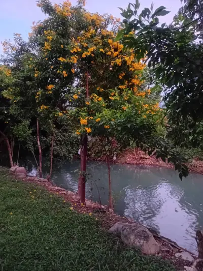 สวนภูเขาล้อมแคมป์ปิ้ง / Suan PhuKaoLorm Camping รูปที่ 1