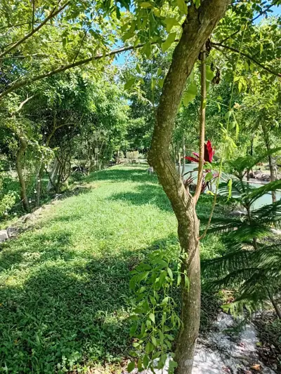 สวนภูเขาล้อมแคมป์ปิ้ง / Suan PhuKaoLorm Camping รูปที่ 10
