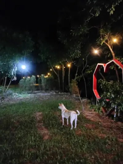 สวนภูเขาล้อมแคมป์ปิ้ง / Suan PhuKaoLorm Camping รูปที่ 7