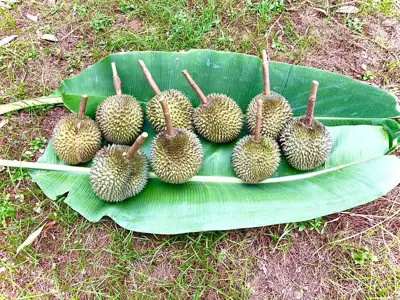 ธาราทิพย์ แคมป์ปิ้ง รูปที่ 4