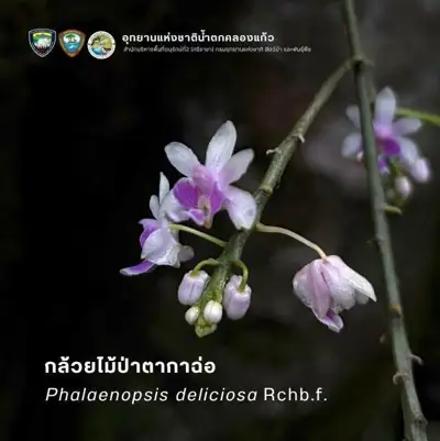 ลานกางเต็นท์คลองแก้ว รูปที่ 6