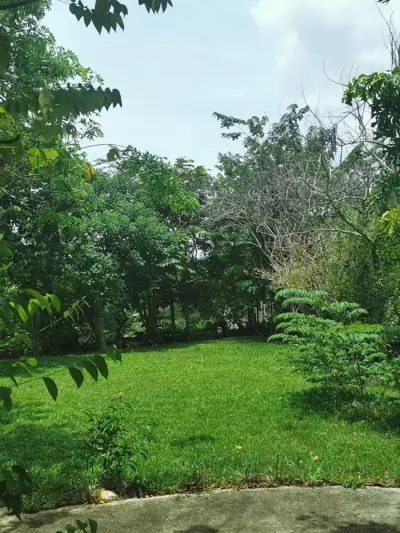 บ้านไร่เหลืองชัชวาลย์ (Yellow Cottage) รูปที่ 1