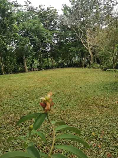 บ้านไร่เหลืองชัชวาลย์ (Yellow Cottage) รูปที่ 3