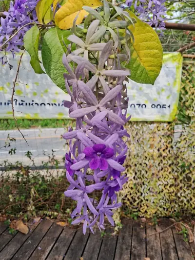 บ้านไร่เหลืองชัชวาลย์ (Yellow Cottage) รูปที่ 6
