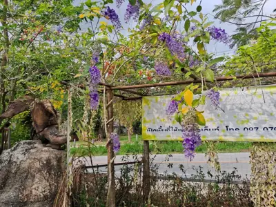 บ้านไร่เหลืองชัชวาลย์ (Yellow Cottage) รูปที่ 7