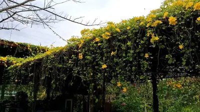 บ้านไร่เหลืองชัชวาลย์ (Yellow Cottage) รูปที่ 8