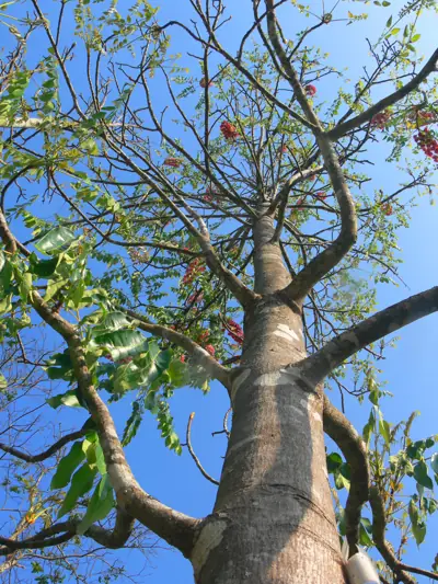 ลานกางเต็นท์ดูดาว รูปที่ 10