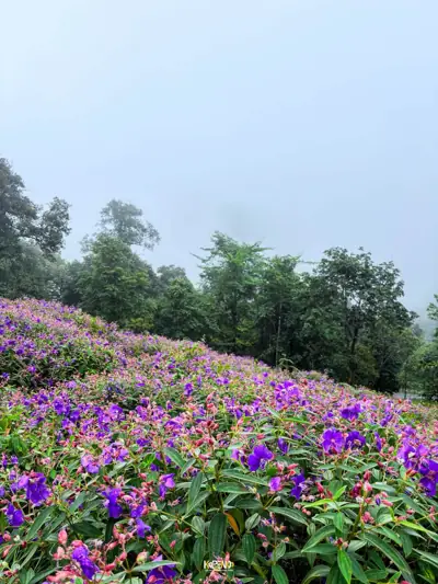 ลานกางเต็นท์ดูดาว รูปที่ 4