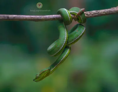 ลานกางเต็นท์บางลาง รูปที่ 3