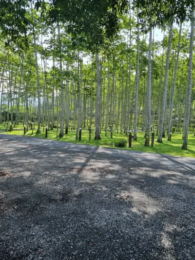 Na-Wana ณ วนา Camping Ground รูปที่ 4