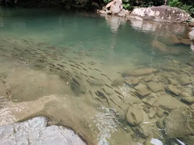 ลานกางเต็นท์คลองปลาก้าง รูปที่ 2