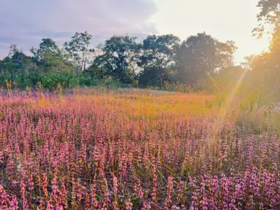 ลานกางเต็นท์ภูพาน รูปที่ 10