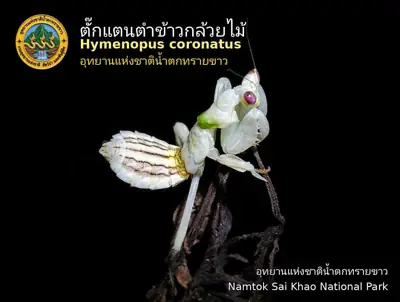 ลานกางเต็นท์ทรายขาว รูปที่ 5