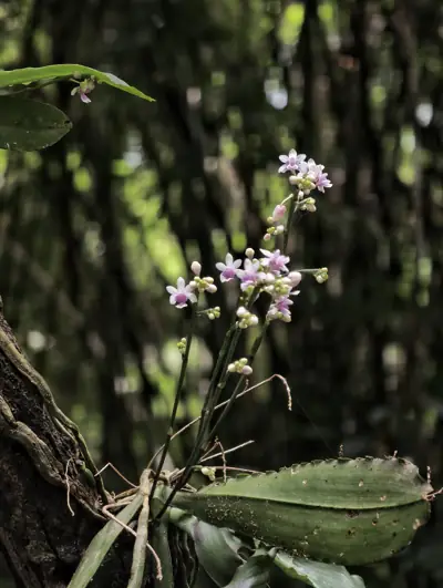 ลานกางเต็นท์ค่ายเยาวชน รูปที่ 5